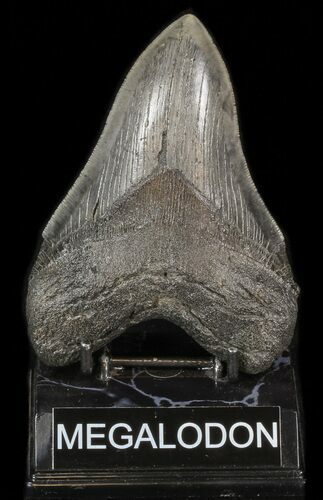 Large, Fossil Megalodon Tooth - South Carolina #41614